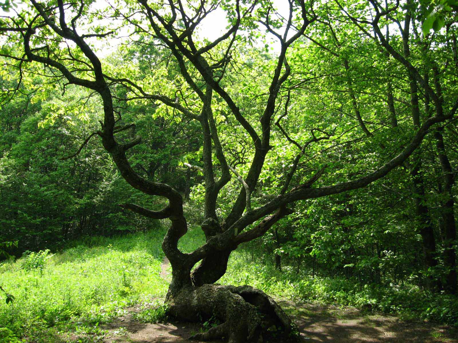 This gnarled oak is the line for North Carolina.